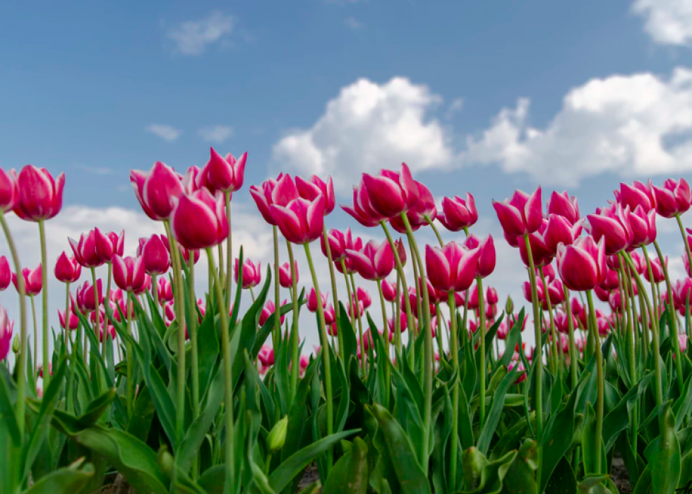 47 plants that begin to bloom in March Stacker